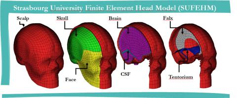 Modèle mécanique du cerveau utilisé pour calculer les contraintes intracérébrales lors d’un impact.