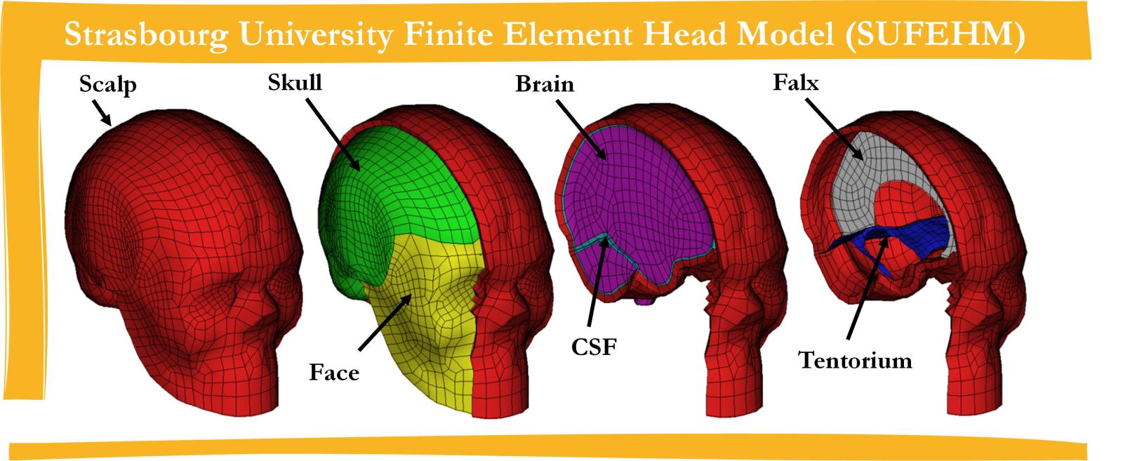 modele_cerveau_velo